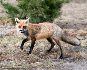 Red Fox Photo Stock. Fox Image.  Close-up profile view side view in the spring season with blur white moss and coniferous branches background and  its environment and habitat. Picture. Portrait.