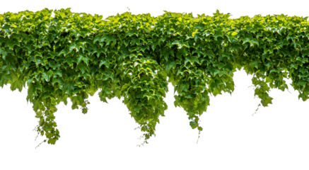 Cutout ivy with lush green foliage, Virginia creeper, wild climbing bush vine as top frame