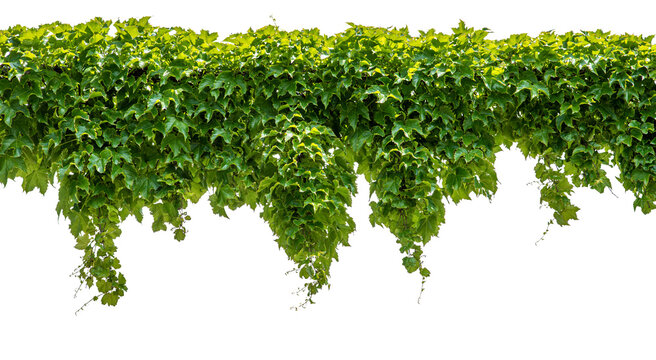 Cutout ivy with lush green foliage, Virginia creeper, wild climbing bush vine as top frame