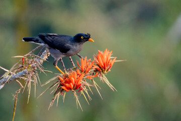 Birds of Bangladesh birds  from satchori National park, sylhet, bangladesh
