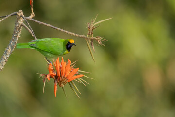 Golden-fronted leaf bird from satchori forest, sylhet, bangladesh
