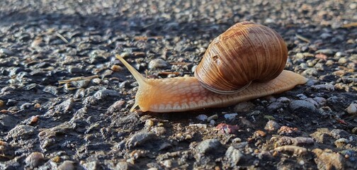 Escargot en balade sur du bitume.
