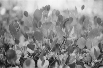 Fototapety  black and white leaves