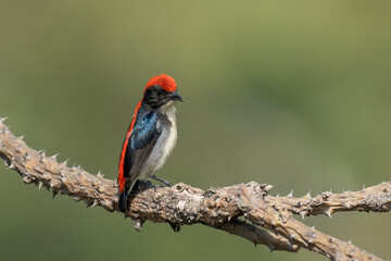 scarlet backed flowerpecker bird from satchori forest, sylhet, bangladesh 