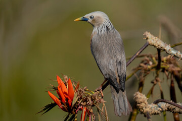 Chestnut-tailed starling from satchori forest, sylhet, bangladesh 