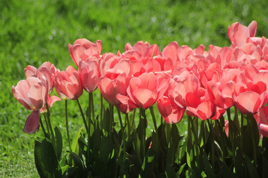 pink tulips in the garden