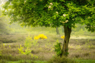 Spring morning with tree with fresh green leaves and blurry background with heather and yellow...