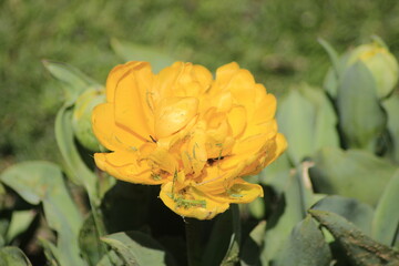 yellow flower in the garden