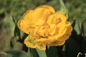 yellow tulips