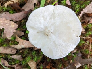 mushroom in the forest