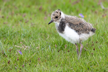 Close up of a Lapwing chick, scientific name: Vanellus Vanellus. Young Lapwing chick foraging and facing left on managed moorland. Lapwings are declining and now a Red Listed species.  Copy Space.