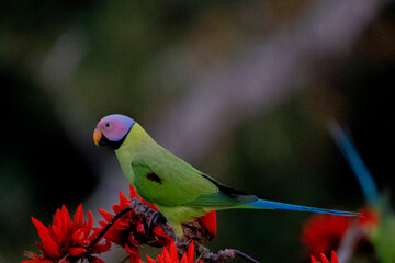 blossom headed parakeet parrot from satchori forest, sylhet, bangladesh
