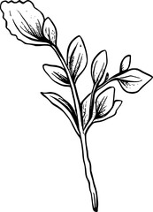Leaf Line Art