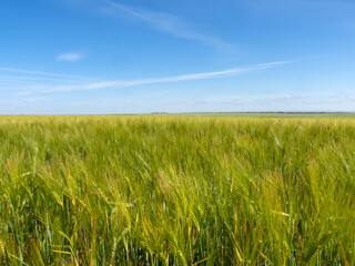 Campo de cultivo de cebada. Castilla y León, España.
