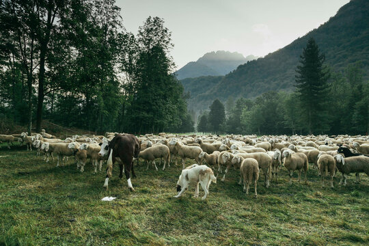 sheep shearer 