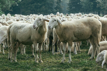 Obraz na płótnie Canvas sheep shearer 