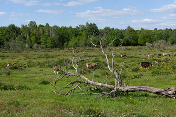 Im Fr&uuml;hling mit der Ginsterbl&uuml;hte, Ziegenherde in der Wahner Heide.