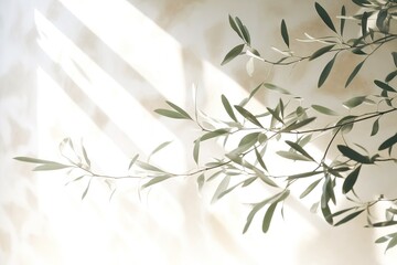 Shadows of olive tree leaves, branches over white wall. Summer background, sunlight overlay, empty copy space. Mediterranean concept.