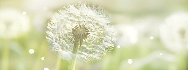 White dandelion inflorescences in Sunny Day. Blurred effect. Close-up. Generative Ai content.