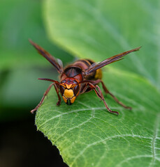 Macro en face low angel view of giant hornet (Vespa crabro), horizontal