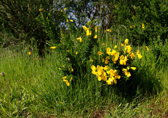 Ginsterblühte am Wegesrand in der Wahner Heide.