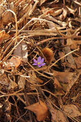 Single Common hepatica, hepatica nobilis stands out among the brown dry vegetation. The first hepatica of the spring. Vertical picture.