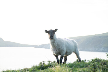 oveja con el mar de fondo montaña campos