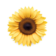 Fototapeta premium Top View of Flower Garden with Spacious Blank Spot