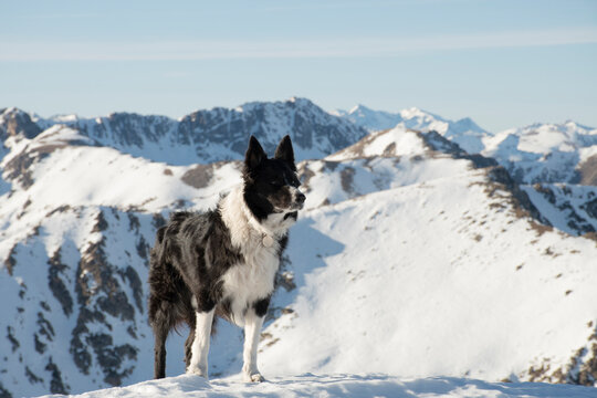 border collie perro paisaj nevado montañas