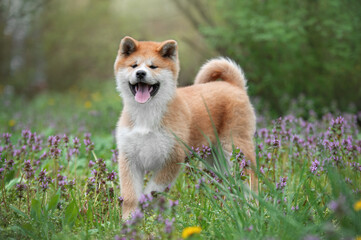 Portrait of a small puppy purebred Japanese dog Akita inu in the park