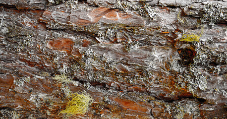 The texture of the bark on the tree