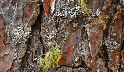The texture of the bark on the tree