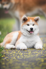 Portrait of a akita inu puppy. Happy dog outdoors in summer. Fluffy akita inu dog