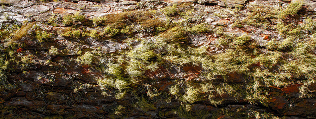 The texture of the bark on the tree