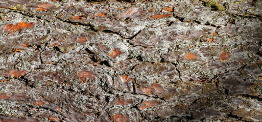 The texture of the bark on the tree