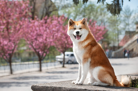 Japanese Akita Images – Browse 107,443 Stock Photos, Vectors, and Video |  Adobe Stock