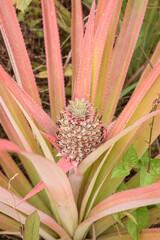A young pineapple on its parent plant.