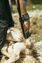 sheep shearer 