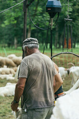 sheep shearer 