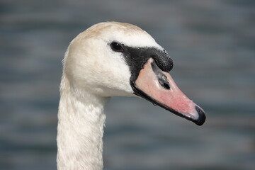 Tête de cygne blanc en gros plan