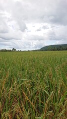 field of rice
