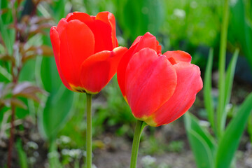 Naklejka premium Pair red blooming tulips.Beautiful flowers.