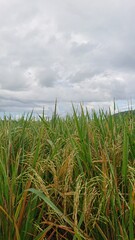Rice field in the summer