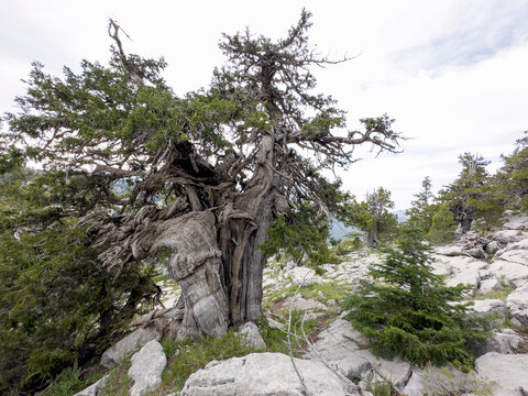 old centuries-old juniper trees are hardy species