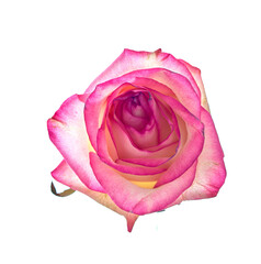 rose flower growing on white background
