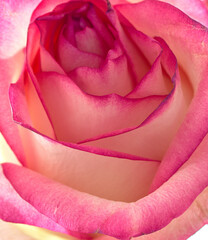 rose flower growing on white background