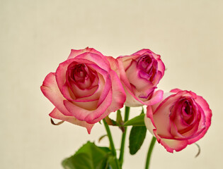 rose flower growing on white background