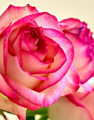 Obraz na płótnie Canvas rose flower growing on white background