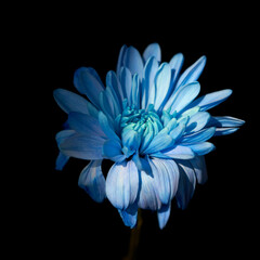 Obraz premium blue chrysanthemum grows on a black background