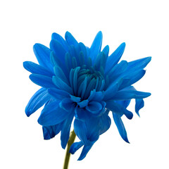 blue chrysanthemum grows on a white background